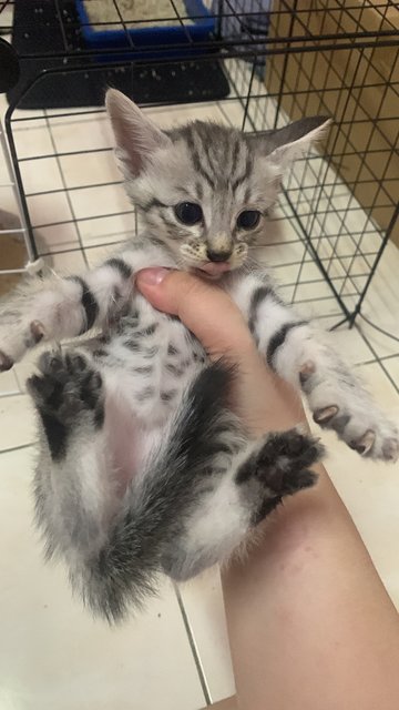 PF140931 - Domestic Short Hair + British Shorthair Cat