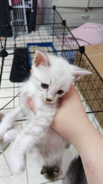 PF140931 - Domestic Short Hair + British Shorthair Cat