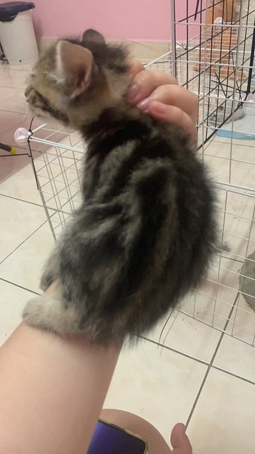 PF140931 - Domestic Short Hair + British Shorthair Cat