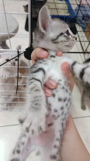 PF140931 - Domestic Short Hair + British Shorthair Cat