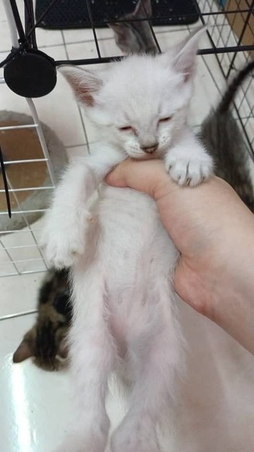 PF140931 - Domestic Short Hair + British Shorthair Cat