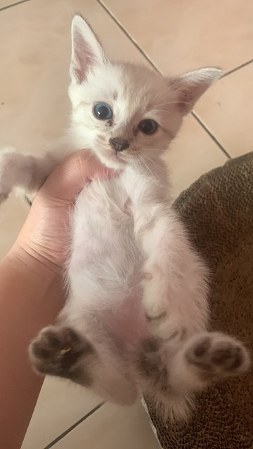 PF140931 - Domestic Short Hair + British Shorthair Cat