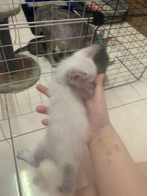 PF140931 - Domestic Short Hair + British Shorthair Cat