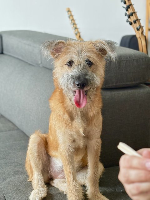 Summer - Shih Tzu Mix Dog