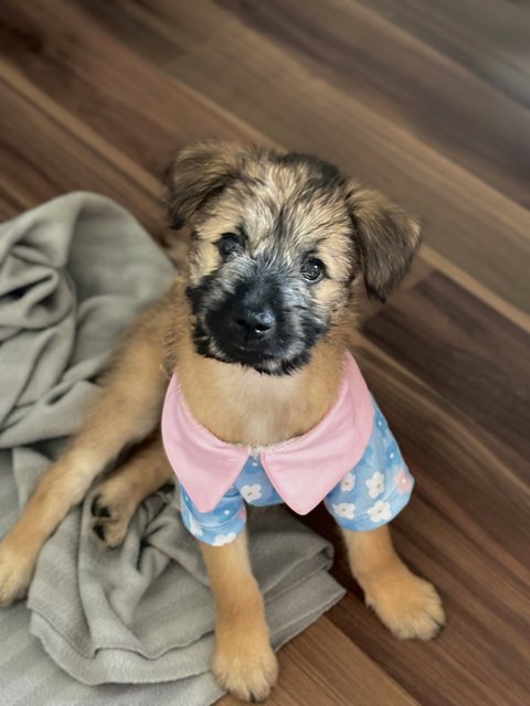 Summer - Shih Tzu Mix Dog