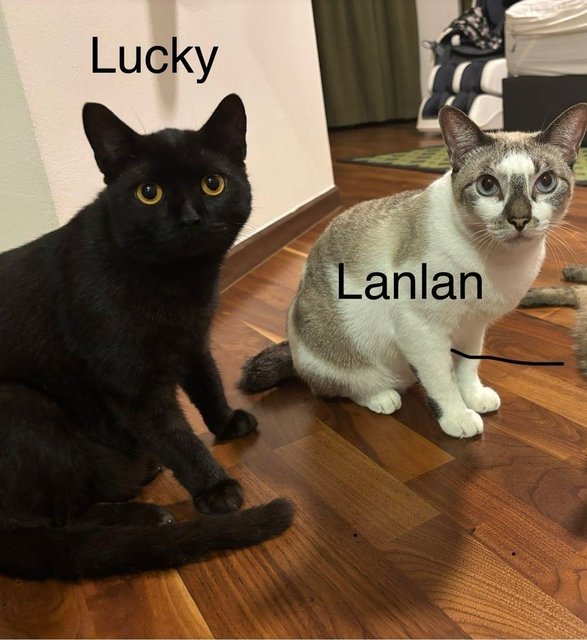 Lucky/ Lanlan - British Shorthair + Domestic Short Hair Cat