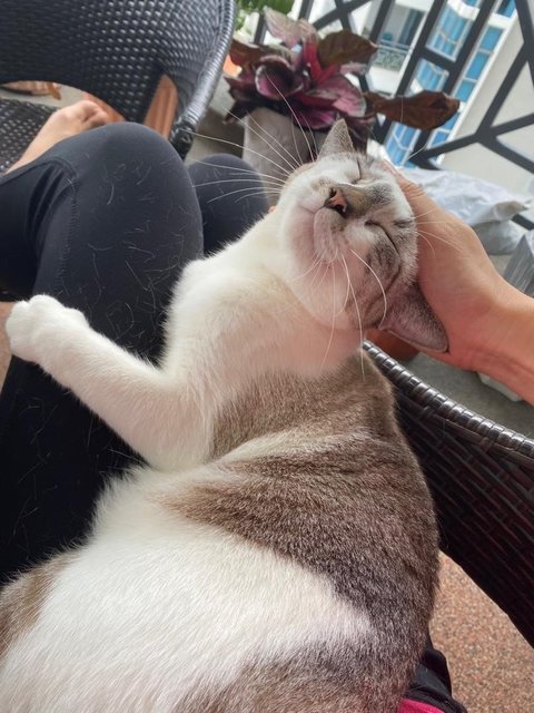 Lucky/ Lanlan - British Shorthair + Domestic Short Hair Cat