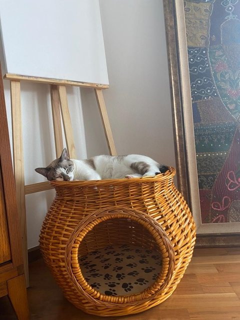 Lucky/ Lanlan - British Shorthair + Domestic Short Hair Cat
