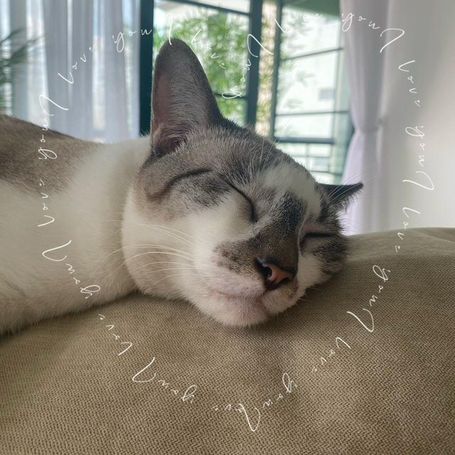 Lucky/ Lanlan - British Shorthair + Domestic Short Hair Cat