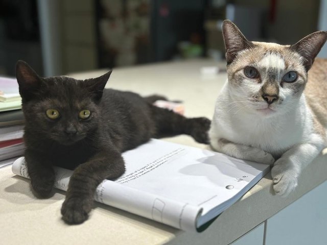 Lucky/ Lanlan - British Shorthair + Domestic Short Hair Cat