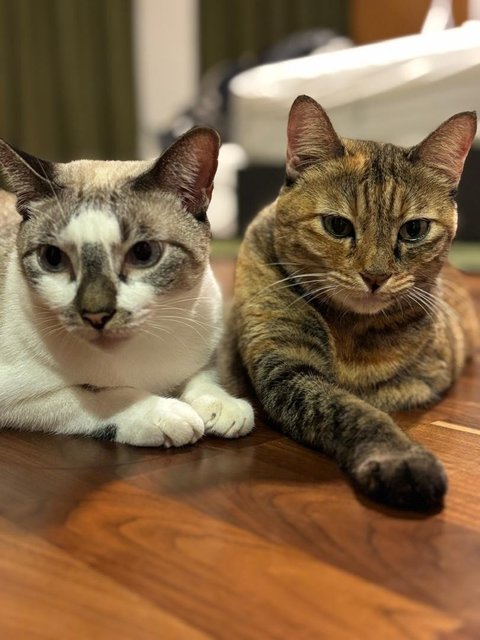 Lucky/ Lanlan - British Shorthair + Domestic Short Hair Cat