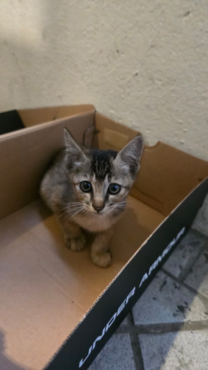PF140935 - Domestic Short Hair Cat