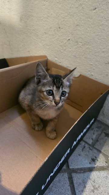 PF140935 - Domestic Short Hair Cat