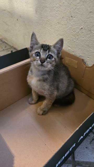 PF140935 - Domestic Short Hair Cat