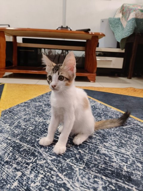 Calico - Domestic Medium Hair Cat