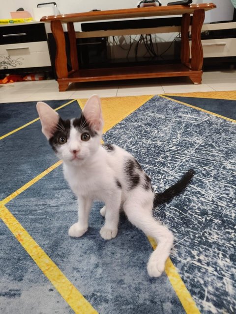 Spots - Domestic Short Hair Cat