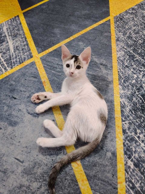 PF140938 - Domestic Short Hair Cat