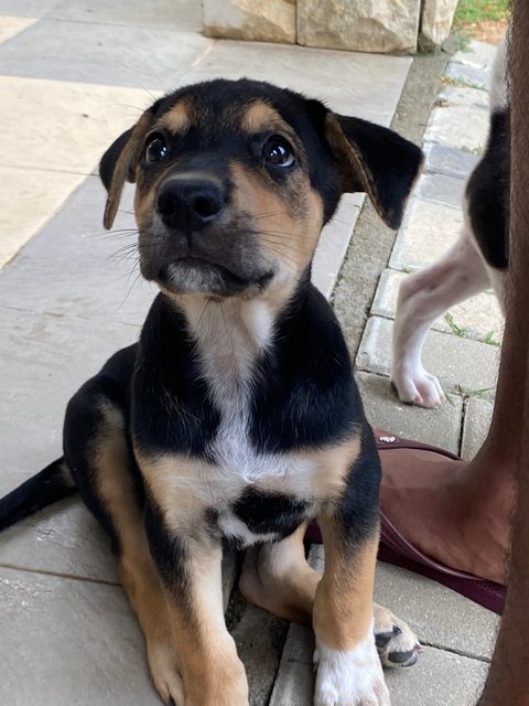 Brutus  - Mixed Breed Dog