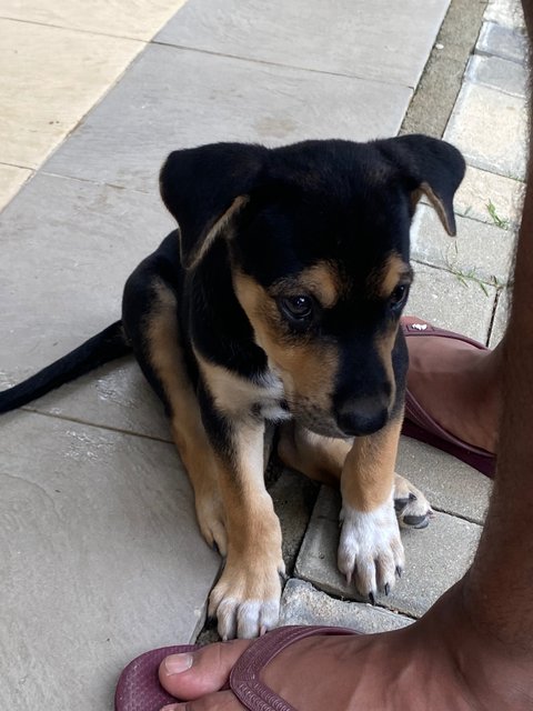 Brutus  - Mixed Breed Dog