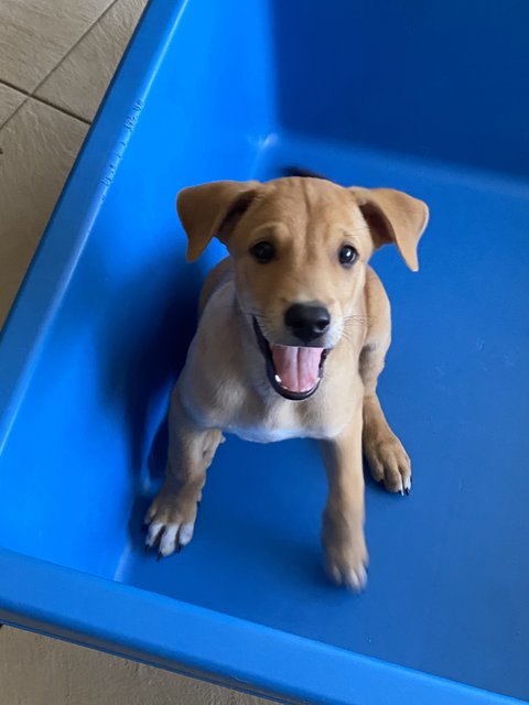 Bruno  - Mixed Breed Dog