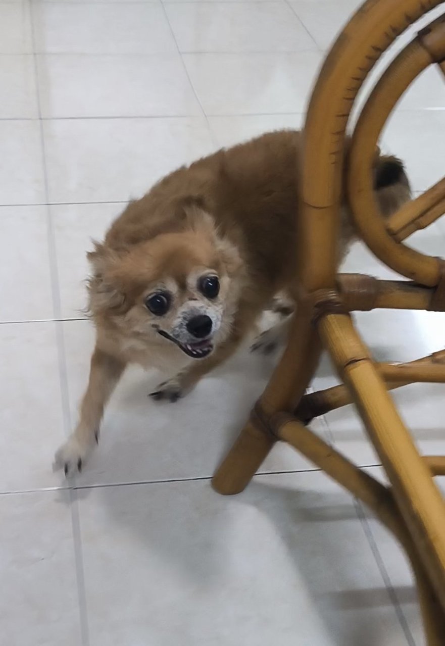 Ee - Chihuahua Dog
