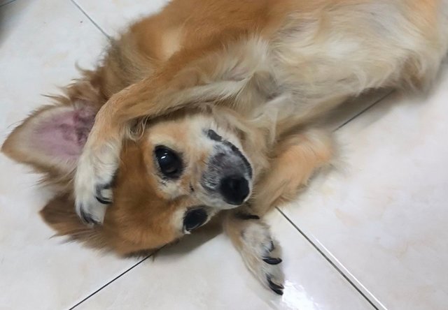 Ee - Chihuahua Dog