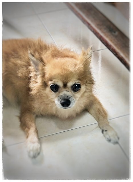 Ee - Chihuahua Dog