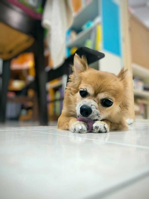 Ee - Chihuahua Dog
