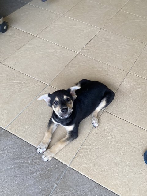 Kutty Girl - Mixed Breed Dog