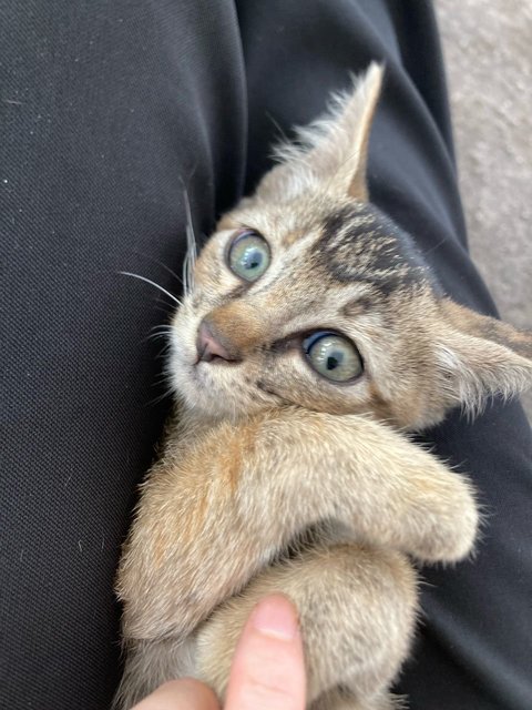 Tikki Marble Green Eyes - Domestic Medium Hair Cat