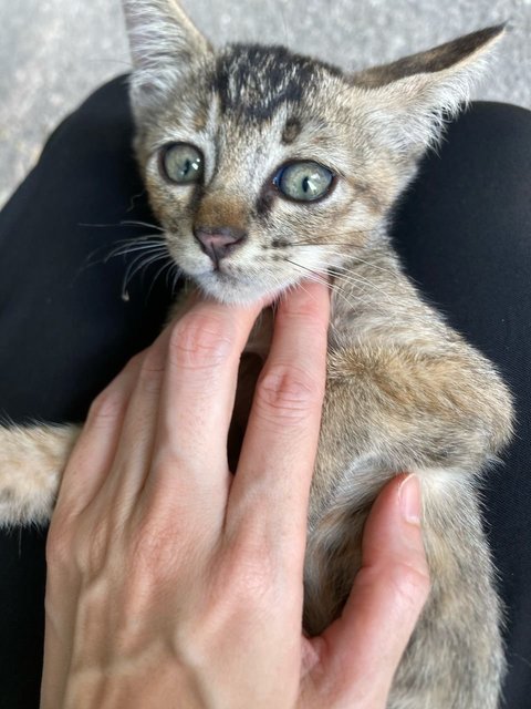 Tikki Marble Green Eyes - Domestic Medium Hair Cat