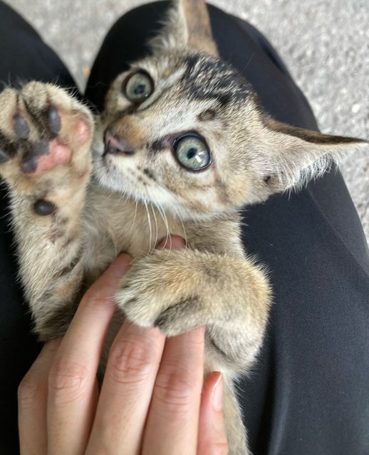 Tikki Marble Green Eyes - Domestic Medium Hair Cat