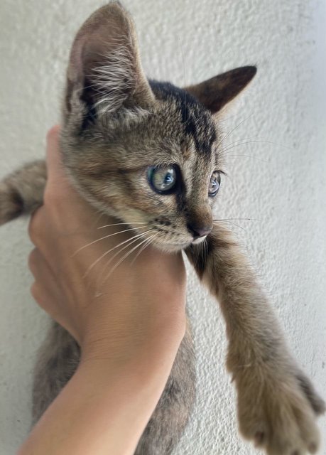 Tikki Marble Green Eyes - Domestic Medium Hair Cat