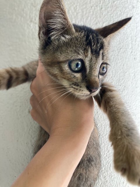 Tikki Marble Green Eyes - Domestic Medium Hair Cat