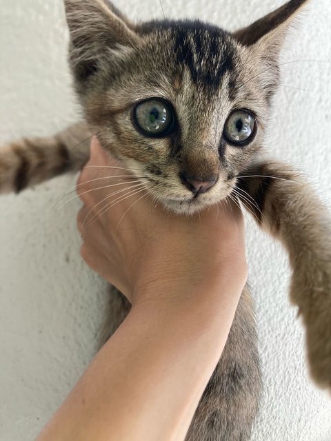 Tikki Marble Green Eyes - Domestic Medium Hair Cat