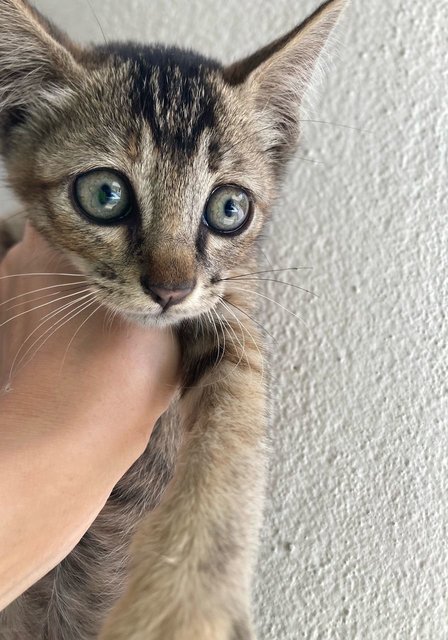 Tikki Marble Green Eyes - Domestic Medium Hair Cat