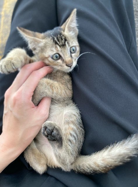Tikki Marble Green Eyes - Domestic Medium Hair Cat
