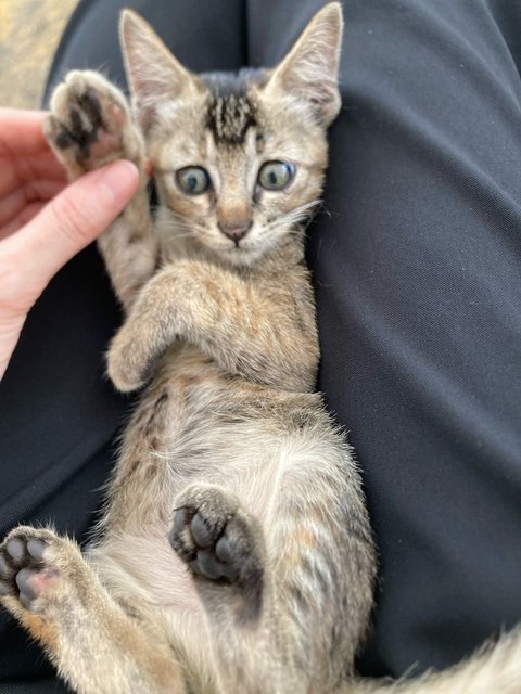 Tikki Marble Green Eyes - Domestic Medium Hair Cat