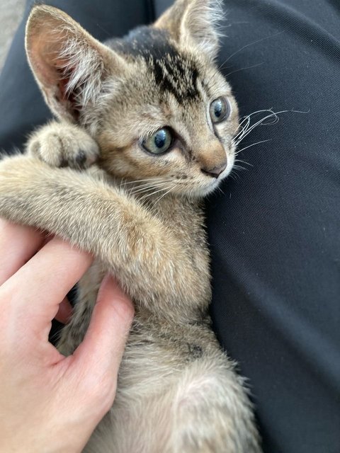 Tikki Marble Green Eyes - Domestic Medium Hair Cat