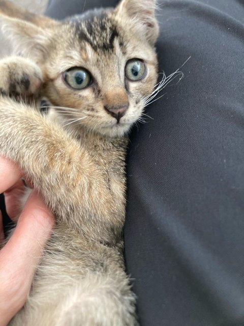 Tikki Marble Green Eyes - Domestic Medium Hair Cat