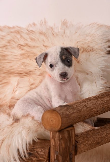 Liora - Mixed Breed Dog