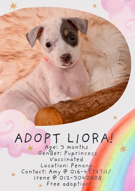 Liora - Mixed Breed Dog