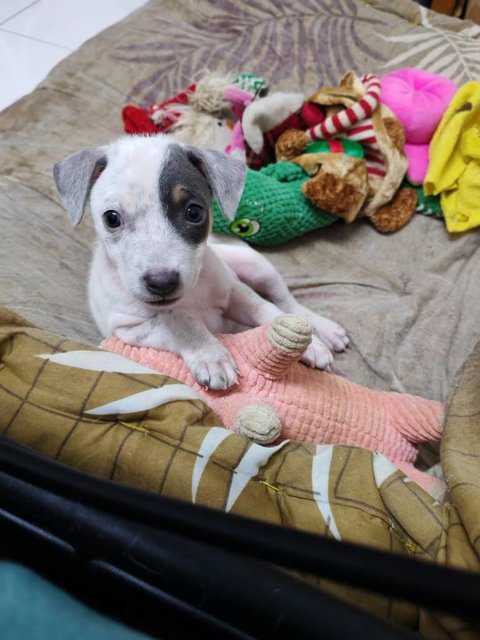 Liora - Mixed Breed Dog