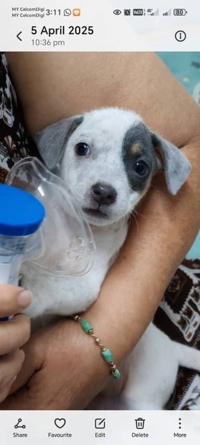 Liora - Mixed Breed Dog