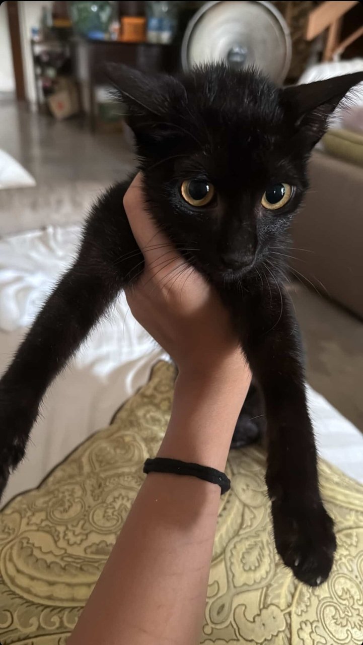 Seven - Domestic Short Hair Cat