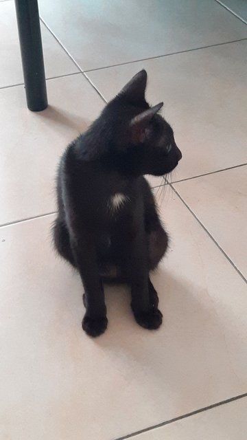 Seven - Domestic Short Hair Cat