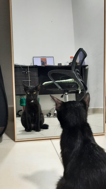 Seven - Domestic Short Hair Cat