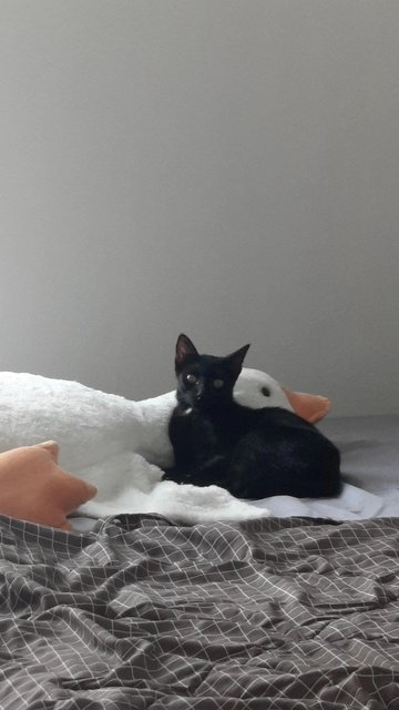 Seven - Domestic Short Hair Cat