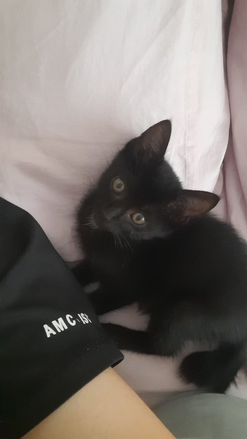 Seven - Domestic Short Hair Cat