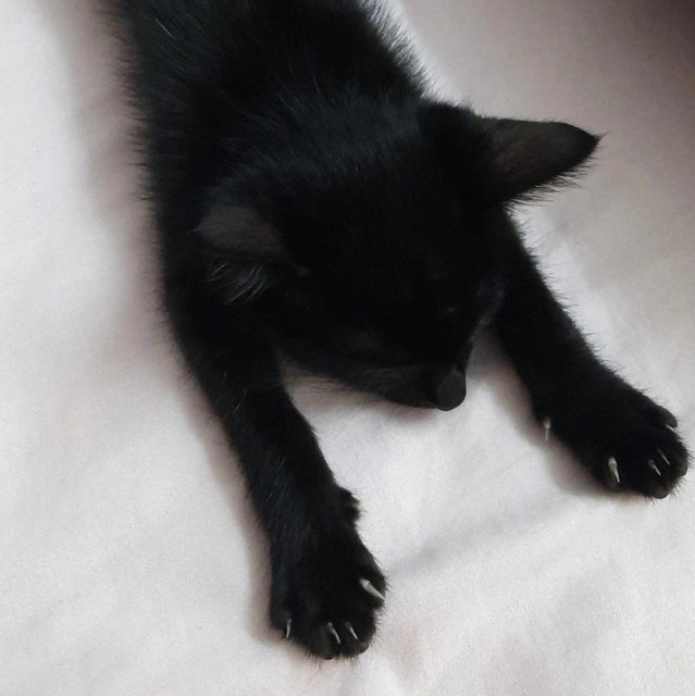 Seven - Domestic Short Hair Cat
